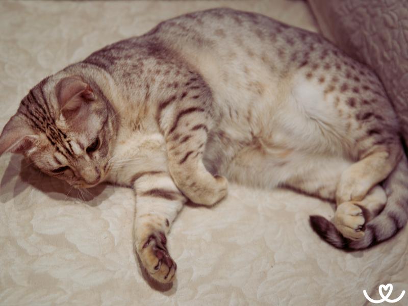 Kocici-plemeno-ocicat (4)